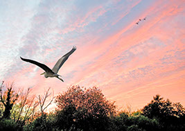 Heron flying low over the Norfolk Broads at sunset.