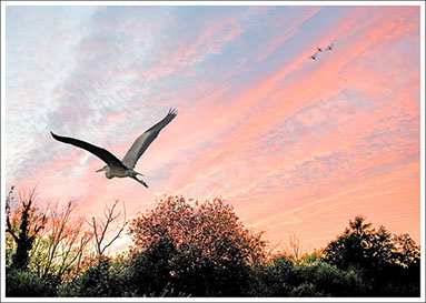 Grey Heron flying into the sunset. Photographed on the Norfolk Broads.