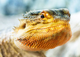 Basil the Lizard.