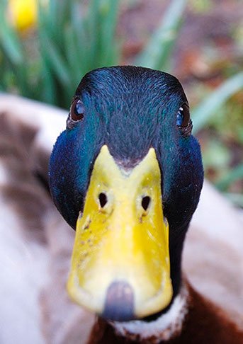 Mallard getting nosey