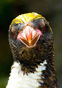 Head of a Macraroni Penguin