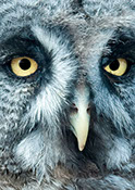 Close-up head of an Owl