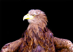 Eagle wings spread