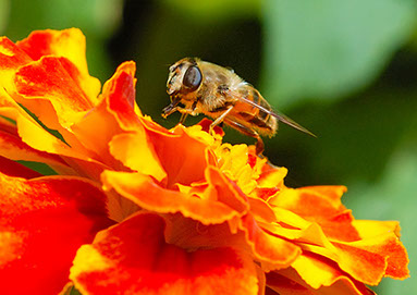A Bee feeding on a French Marigold