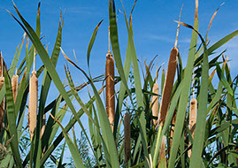 Bullrushes on the Norfolk Broads