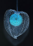 Chinese Lantern (Cheese Plant) in negative.