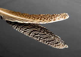 Feather of a Hark floating on water.