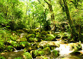 Becky Falls, Dartmoor.