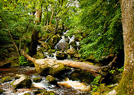 Becky Falls, Dartmoor.