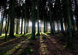 Woodland Sunlight